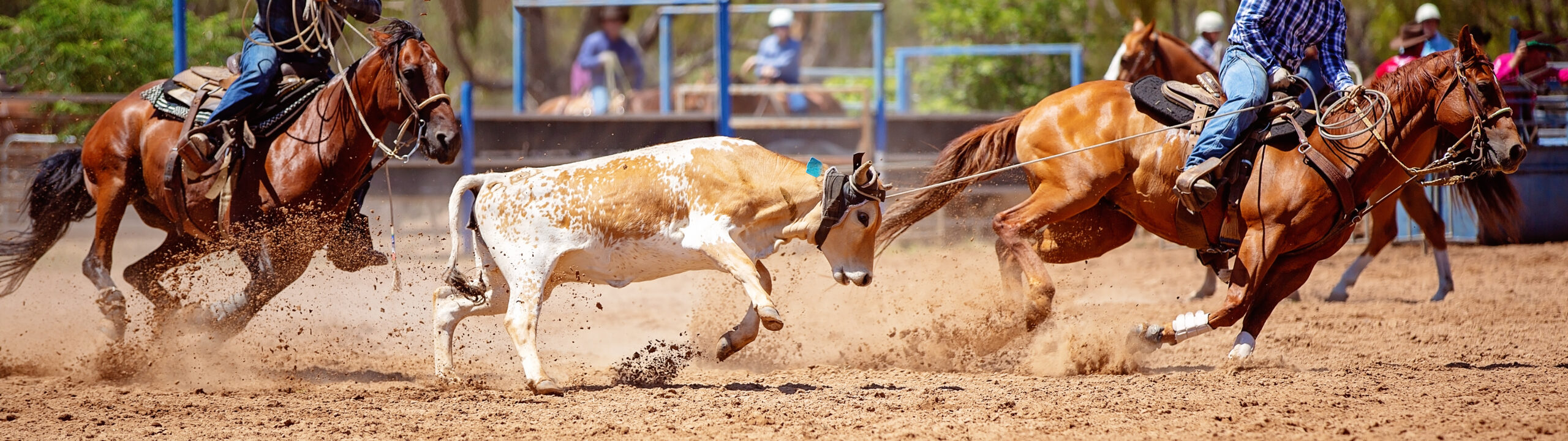 Rancho Rio The Team Roping Capital Of The World