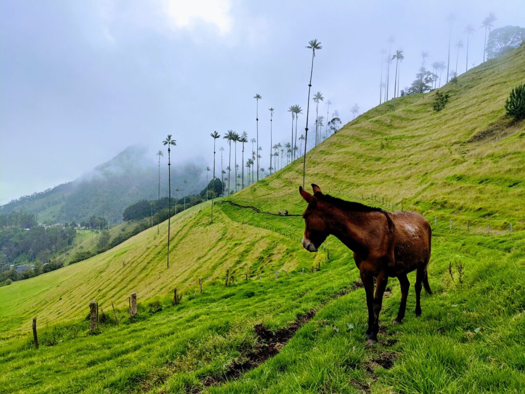 Cocora-Valley-Colombia-Eje-Cafetero