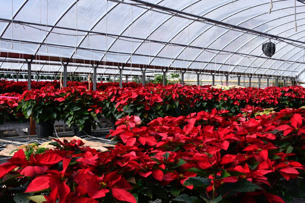 poinsettias-growing-in-greenhouse