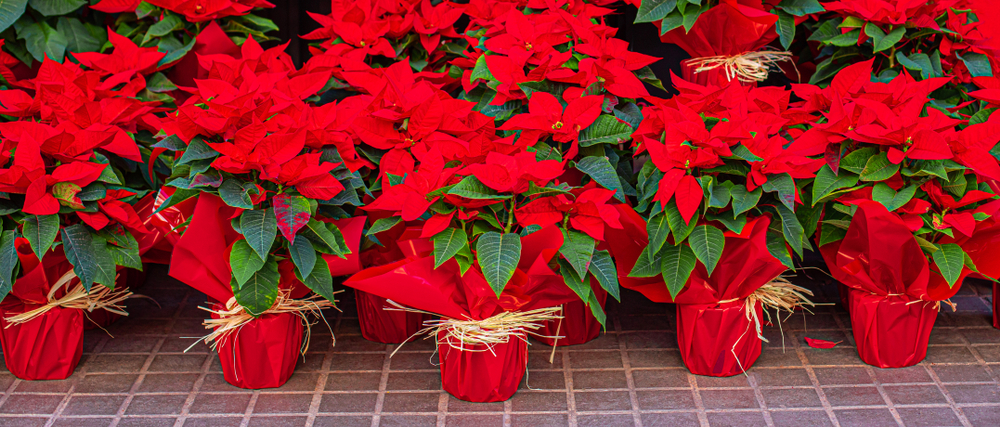 Poinsettia-In-Pot-Red-Christmas-Flower