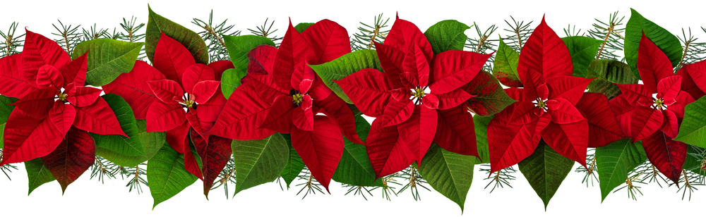 poinsettia-garland-christmas-celebration