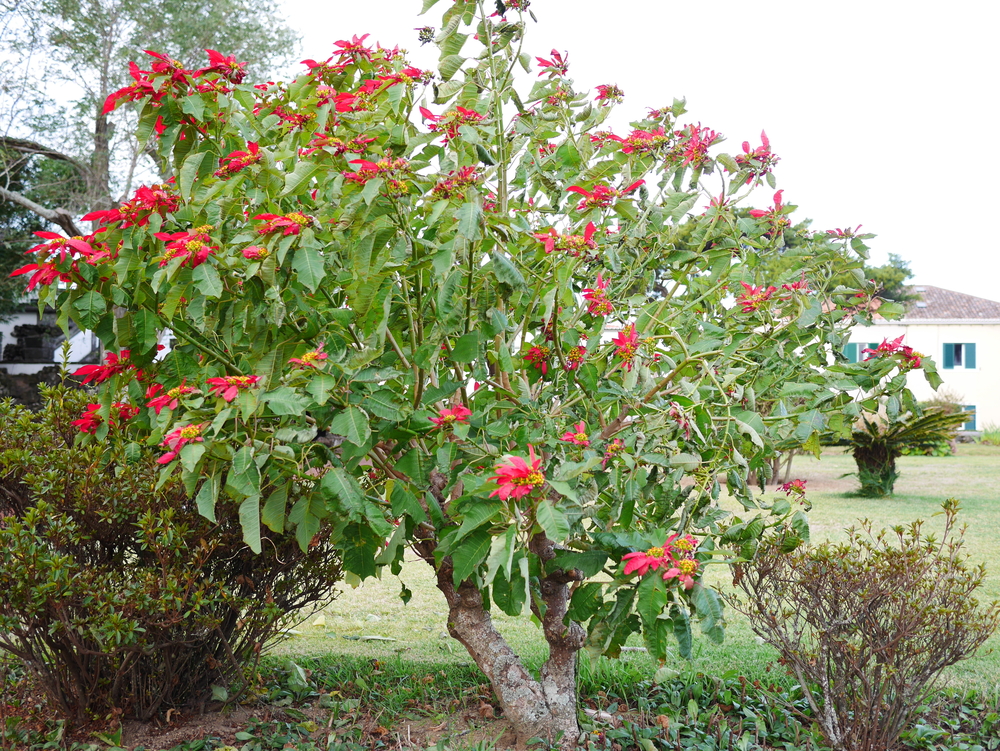 poinsettia-tree-with-red-blossoms