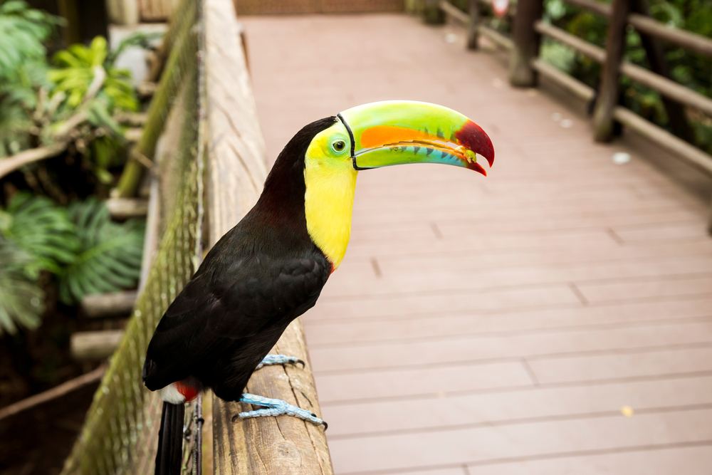 ukumari-biopark-pereira-colombia-toucan
